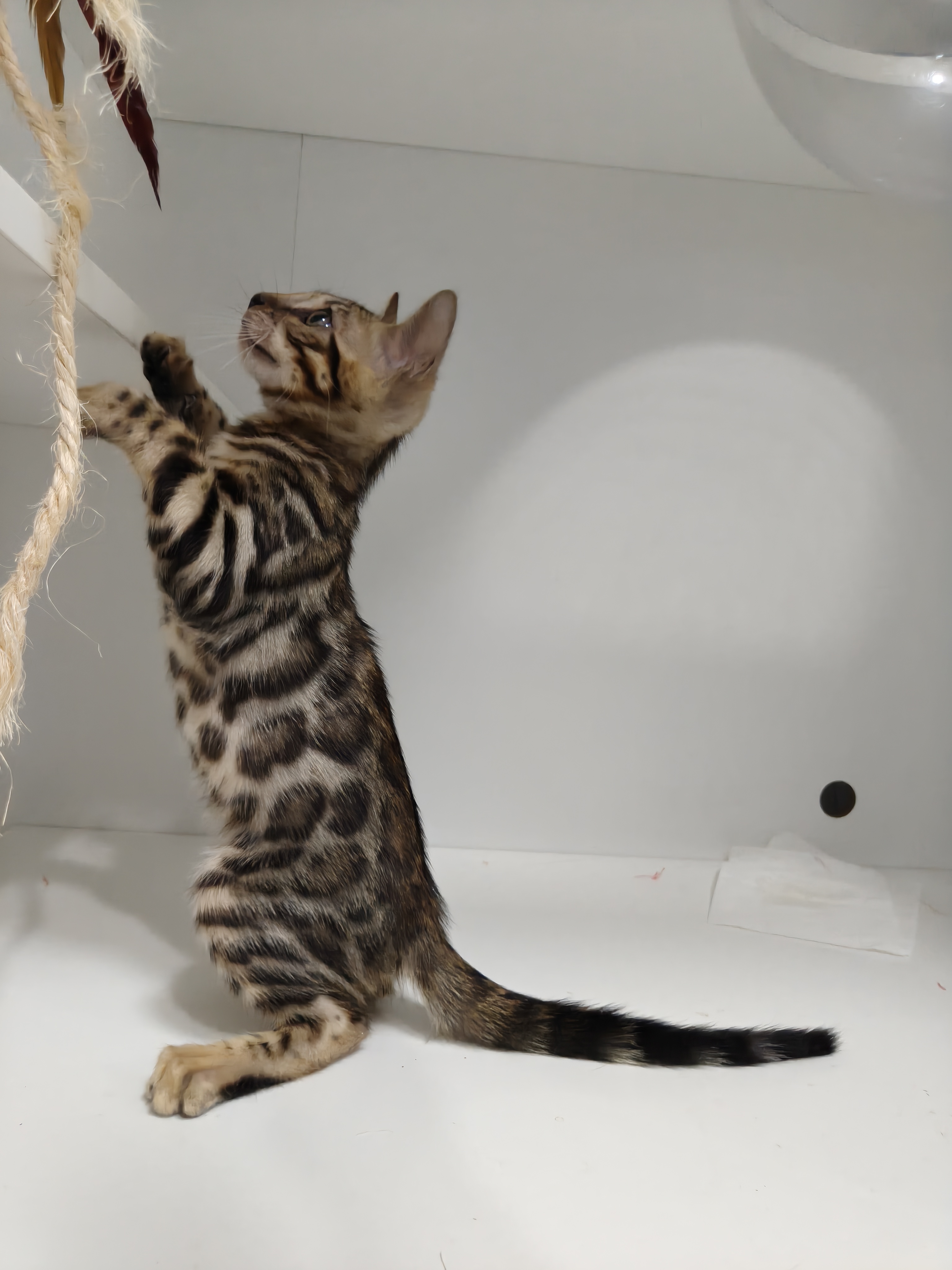 孟加拉豹猫弟弟，5月17出生，全款1800